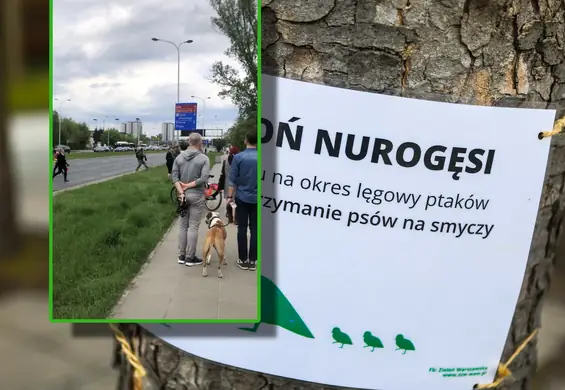 Widziałem przejście nurogęsi przez jezdnię. Potem też było niebezpiecznie