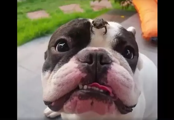 Żaba weszła na nos bulldoga. Zobacz jego reakcję!