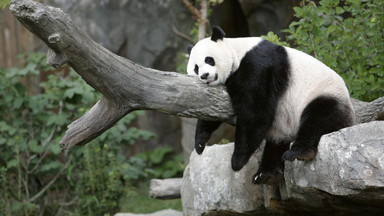 W Japonii zamarła najstarsza panda. Miała 28 lat