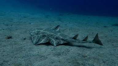 Rzadki rekin widziany u wybrzeży Chorwacji
