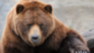 Alaska: naukowcy założyli niedźwiedziom obroże z kamerami