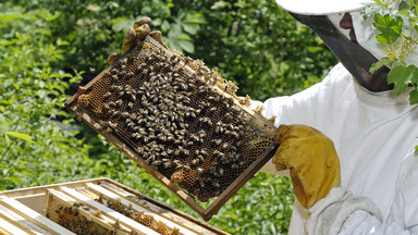 Pszczoły walczą o przetrwanie