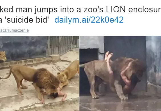 Nagi mężczyzna skoczył na wybieg z lwami. Zwierzęta zabito