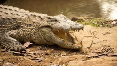 Tajlandia: krokodyl zaatakował turystkę, która chciała zrobić sobie z nim selfie