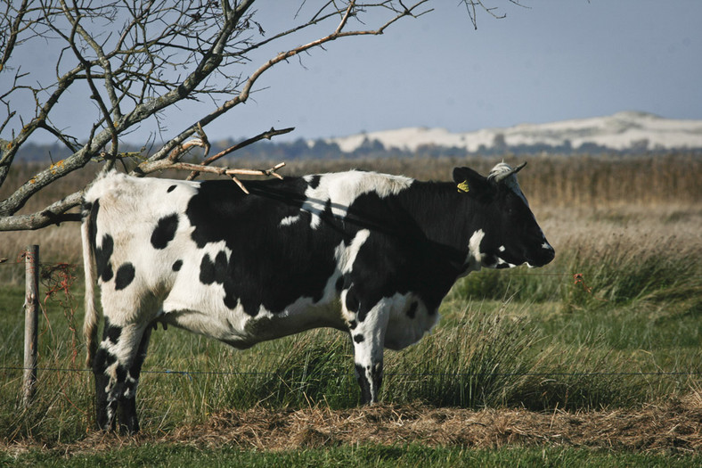 Skodą Yeti i rowerem wzdłuż wybrzeża