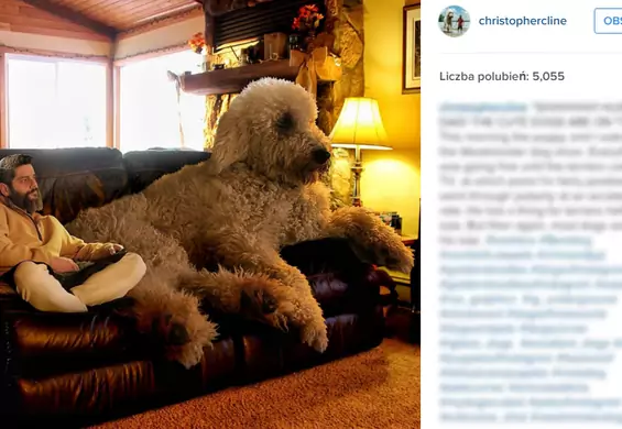 Trzymetrowy pies, przystojny brodacz i Photoshop - poznaj niesamowitą trójkę przyjaciół