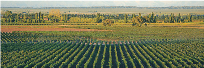 Region Mendoza w Argentynie znany z produkcji win Fot. Jeremy Hoare/Forum