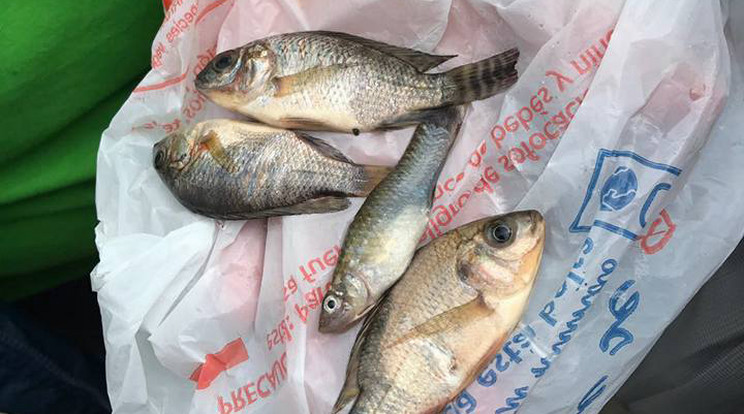 A közép-amerikai kisvárosban zacskóba gyűjtötték az égből hulló halakat