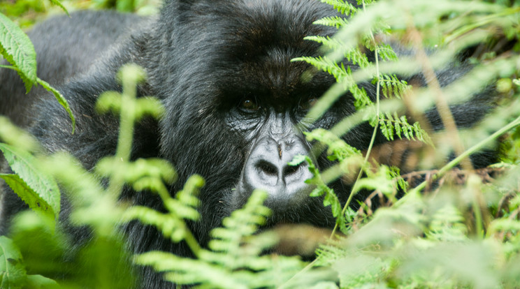 Lelőtték a gorillát, akinek kifutójára esett a fiú - illusztráció /Fotó: AFP