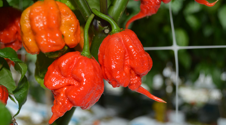 A Carolina Reaper a világ legerősebb chilije /Fotó:Northfoto