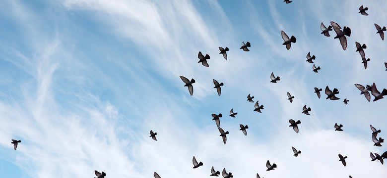 Marian Zacharski: gołębie pocztowe w walkach na cichym froncie