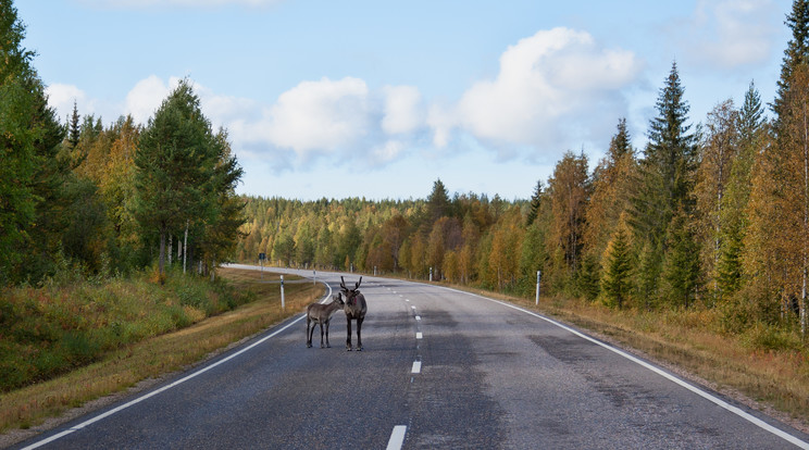 Vadat gázolt majd az oldalára borult egy furgon Bábolnánál / Illusztráció: Northfoto