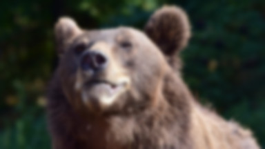 W Rosji niedźwiedź wyciągnął pomocną łapę do swojego opiekuna