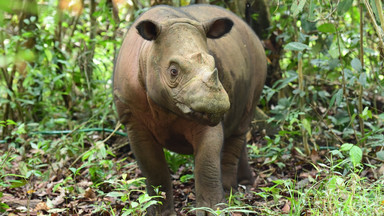 Na świat przyszedł samiec krytycznie zagrożonego nosorożca sumatrzańskiego