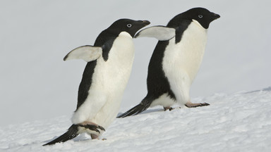 Ptasia grypa szaleje na Antarktydzie. Śmiertelne zagrożenie dla pingwinów