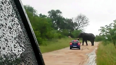 Słoń przewrócił samochód turystów w Parku Narodowym Krugera