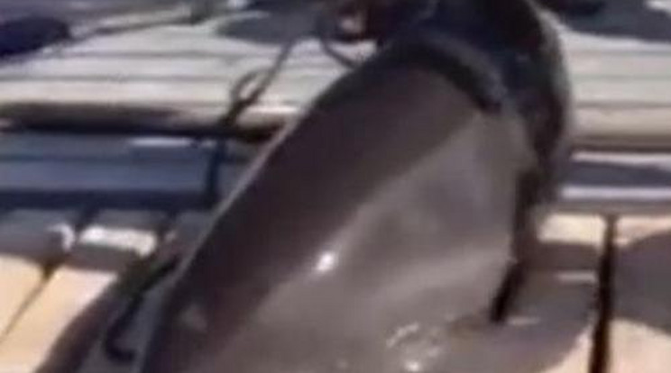Ilyen még nem volt:  delfin törte el a nő lábait - videó!