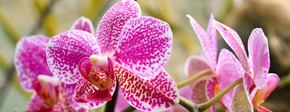Ezt csináld, ha azt szeretnéd, hogy többet virágozzon az orchideád