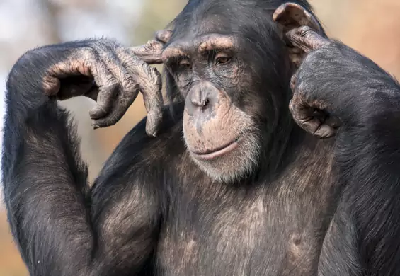 Naukowcy potwierdzają: zachowanie polityków jest podobne do zachowań... małp