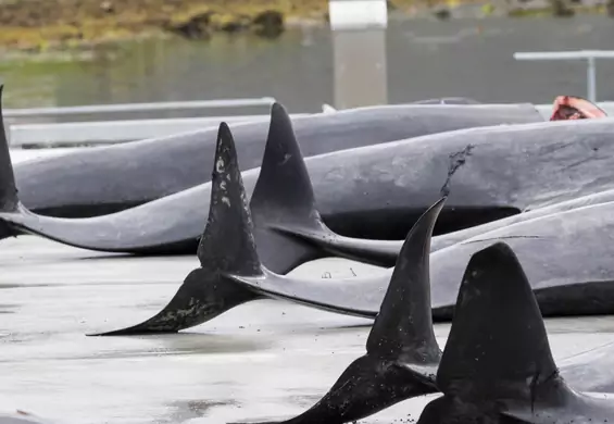 Rząd Islandii ponownie zezwolił na okrutne komercyjne polowania na wieloryby