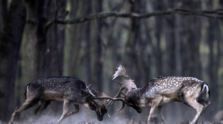 A bikák egymásnak feszülése igen látványos, hosszú ideig tart /Fotó: MTI/Kovács Attila