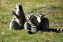 We wrocławskim zoo urodziło się sześć lemurów