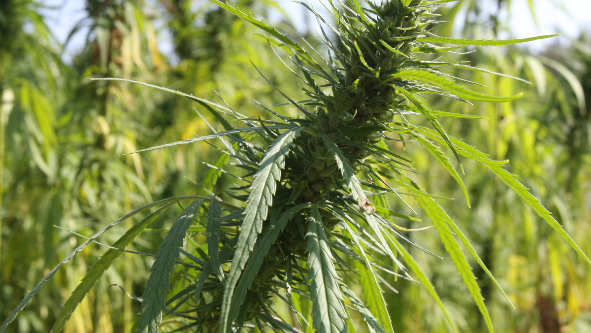 Policjanci z Jasła zatrzymali 24-latka, który zajmował się nielegalną uprawą konopi  i udzielaniem marihuany. Funkcjonariusze zlikwidowali dwa poletka, na których zasadził kilkadziesiąt krzaków rośliny.
