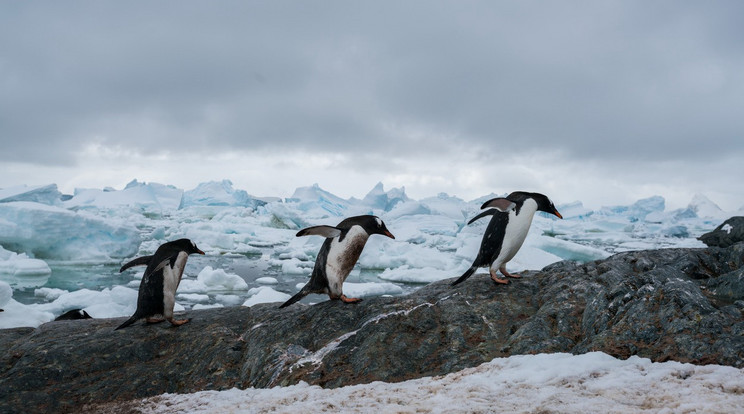 Pingvinek az Antarktiszon / Fotó: Profimedia-Reddot