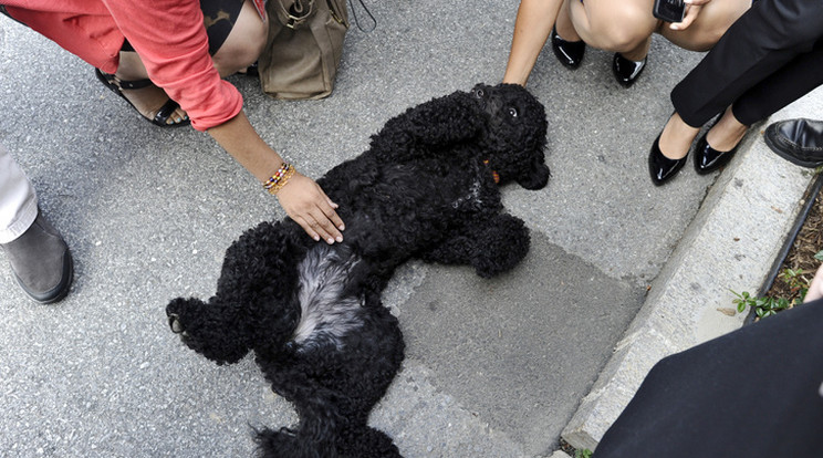 Omaba kutyája megharapta egy lány arcát/Fotó:AFP