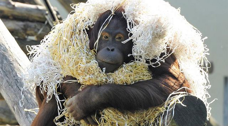 Maya, az orangutánlány szívesen
majomkodik:
ezúttal
egy halom
papírba öltözött