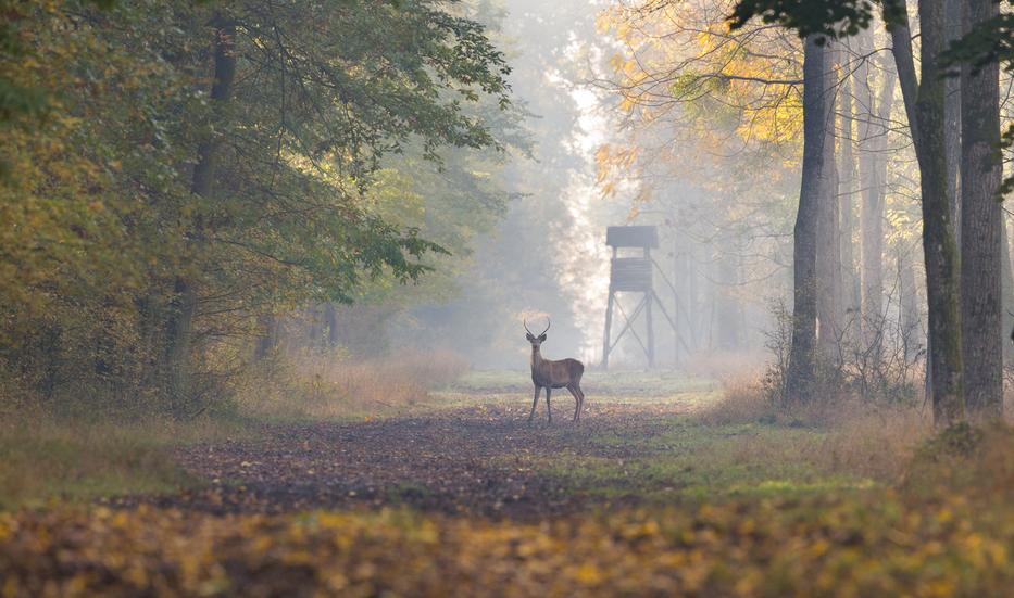 fotó: iStock