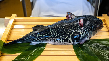 Toksyczne ryby nadzieją rybaków z Fukushimy