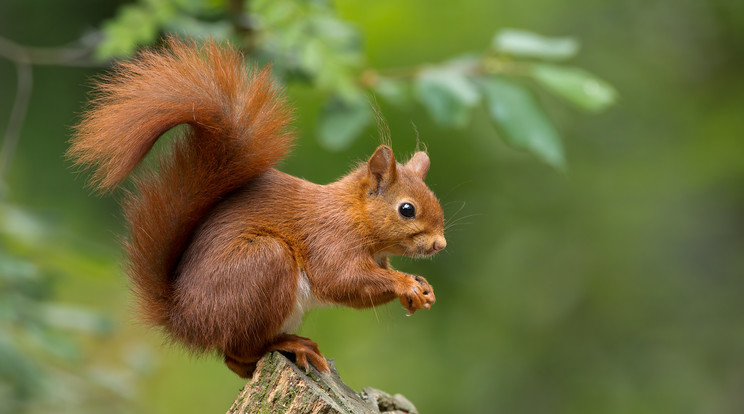 Fán ugráló mókusnak sz8urkoltak a norvégok / Fotó: Shutterstock