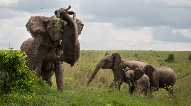 A féltonnás bivaly érthetetlen módon az elefántcsorda közelébe merészkedett, mire a felbőszült bika felöklelte / Fotó: Profimedia-Reddot