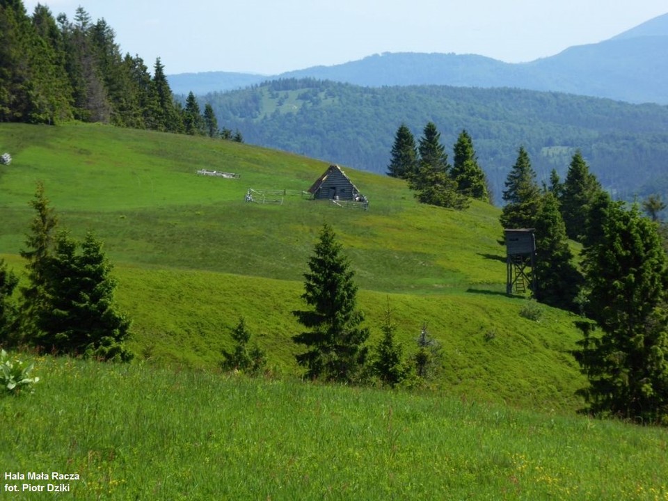 Hala Mała Racza, fŻywiecki Park Krajobrazowy