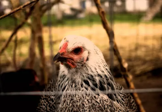 Zaadoptuj kurę, daj jej imię i zgarnij wiejskie jajka. Kurza adopcja spodoba się Polakom?