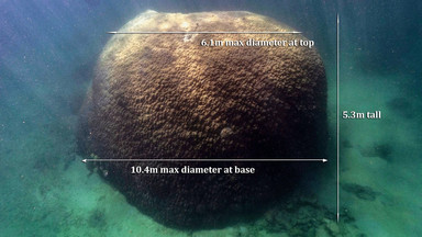 Niesamowite odkrycie. Ten "duży koral" ma ponad 400 lat