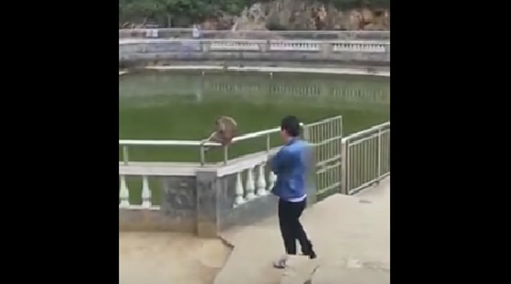 A férfi azt hitte, szórakozhat a majommal