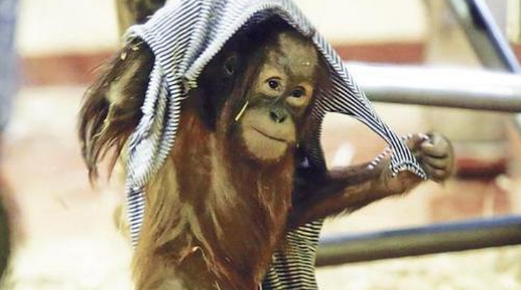 Így ünnepelte szülinapját a kis orangután