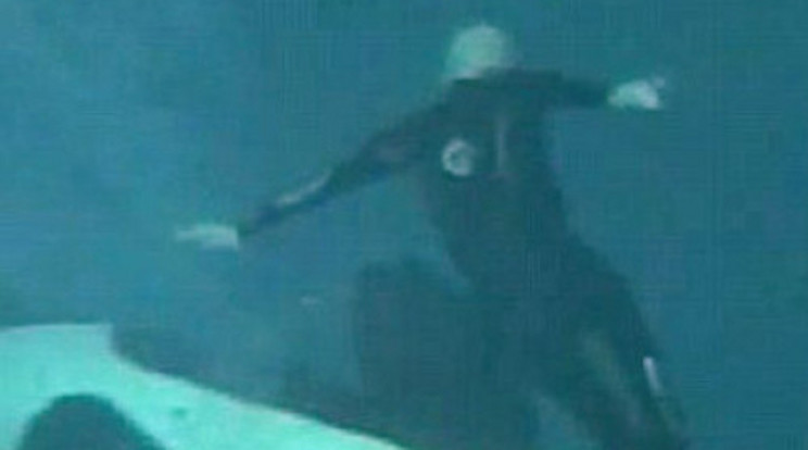 Elragadta idomárját a gyilkos bálna! – videó