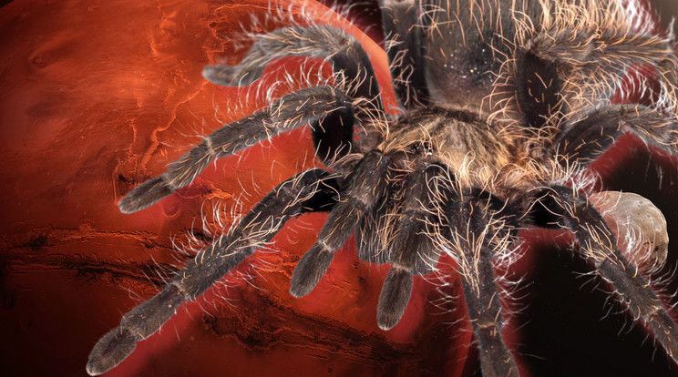 Az Európai Űrügynökség űrszondája „marsi pókokokról” tett jelentést / Illusztráció: Blikk