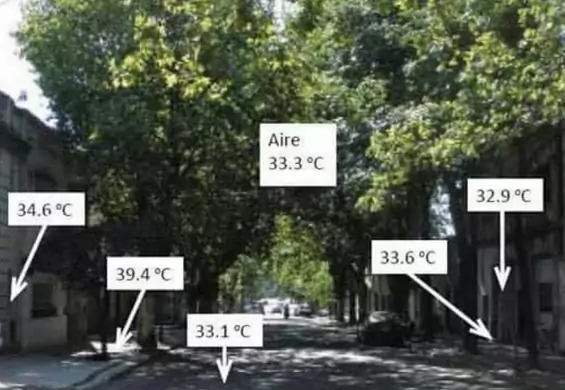 Ten obrazek wyjaśnia, dlaczego nie powinno się wycinać drzew w mieście