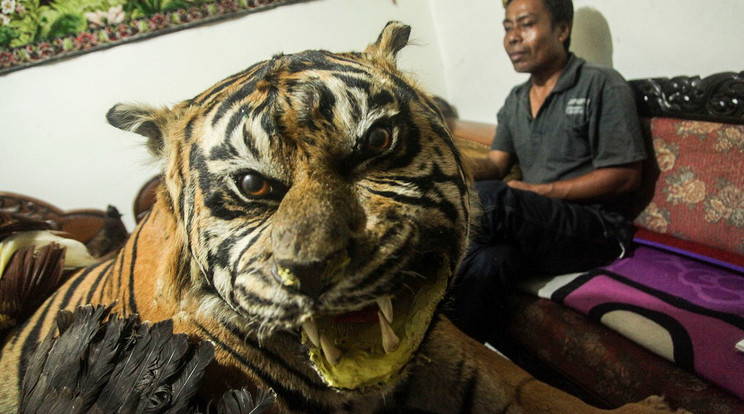 Tigrisbőrt foglalt le az indonéz rendőrség / Fotó: Profimedia - Reddot