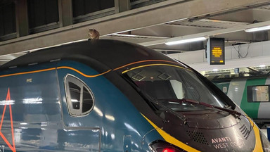Kot-astrofa w Londynie. Dachowiec wstrzymał kurs pociągu