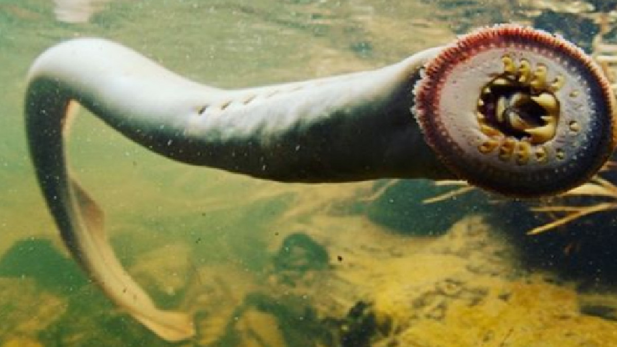 Wielki minóg, który żywi się krwią innych zwierząt, pojawił się ponownie w rzekach Wielkiej Brytanii. To oznacza, że rzeki są tu czystsze niż dawniej, jednak głodne minogi mogą zaatakować także ludzi.
