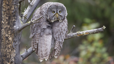 Najzabawniejsze zdjęcia dzikich zwierząt. Finaliści konkursu Comedy Wildlife Photography Awards 2023