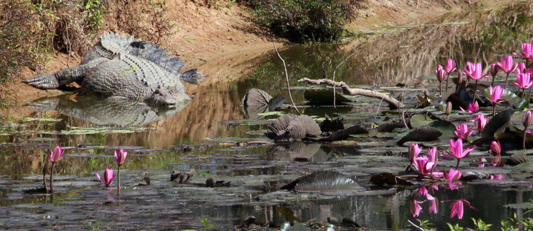 Australijska fauna