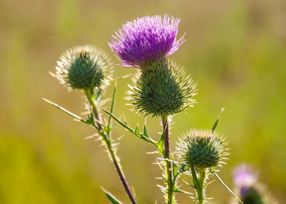 fotó: iStock