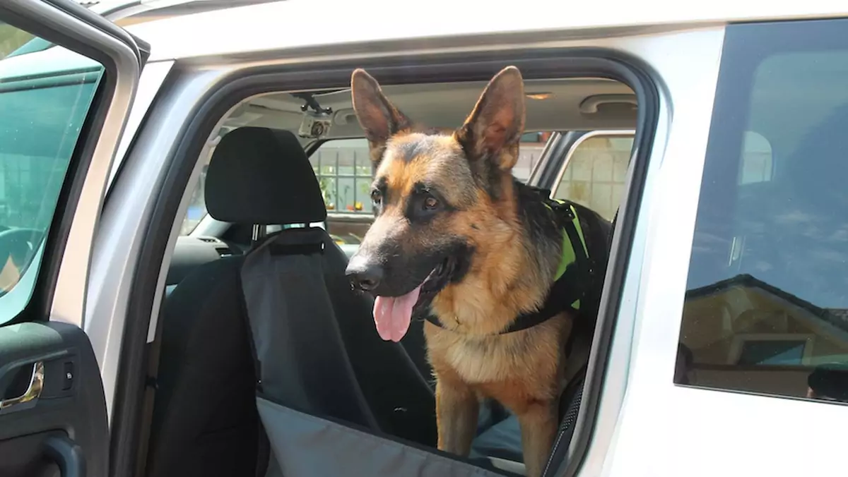 Pies w samochodzie – jak go bezpiecznie przewieźć?