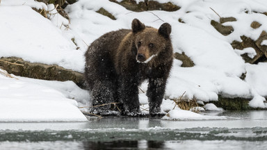 Atak niedźwiedzia w Bieszczadach. Kobietę uratował... plecak